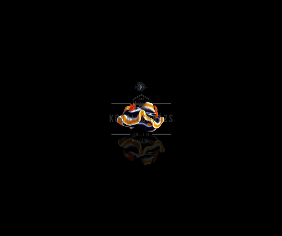 Chromodoris Magnifica